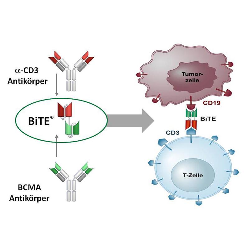 Studie mit bispezifischem Antikörper liefert beeindruckende