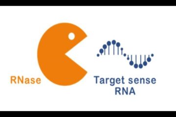 Darstellung der selektiven RNA-Technologie zur Bekämpfung von Glioblastomzellen.