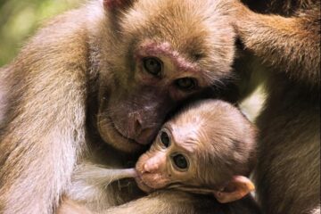 Studie an wilden Assam-Makaken zu mütterlichem Stress und Stresssystem der Nachkommen