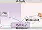 Ein neuartiger bifunktionaler, löslicher Katalysator auf Basis von 1,3-dimethylimidazole iodide (DMII) wird für Hochleistungs-Li-O₂-Batterien vorgeschlagen. Das Anion I⁻ verbessert die Redoxkinetik der Kathode, während das Kation DMI⁺ die Bildung einer stabilen SEI-Schicht (Solid Electrolyte Interphase) fördert und den Shuttle-Effekt reduziert. Dadurch werden ein geringes Überpotential und eine lange Lebensdauer der Li-O₂-Batterie erreicht. Image Source: Angewandte Chemie