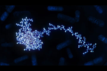 RNA-bindendes Protein RbpB reguliert den Stoffwechsel der Darmmikrobiota in Bacteroides thetaiotaomicron.