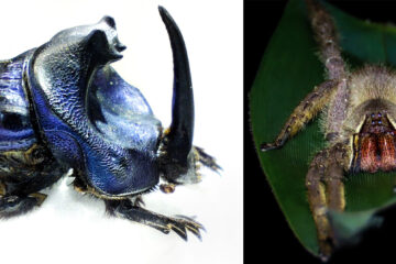 Typische Tiere im Tiefland-Regenwald des Amazonas: Links der handtellergroße Dungkäfer Coprophanaeus lancifer. Rechts die Große Bananenspinne Phoneutria boliviensis, die ebenfalls so groß wie ein Handteller wird.