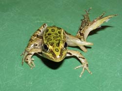 History Of Frog Deformities Suggests Emerging Disease - Innovations Report