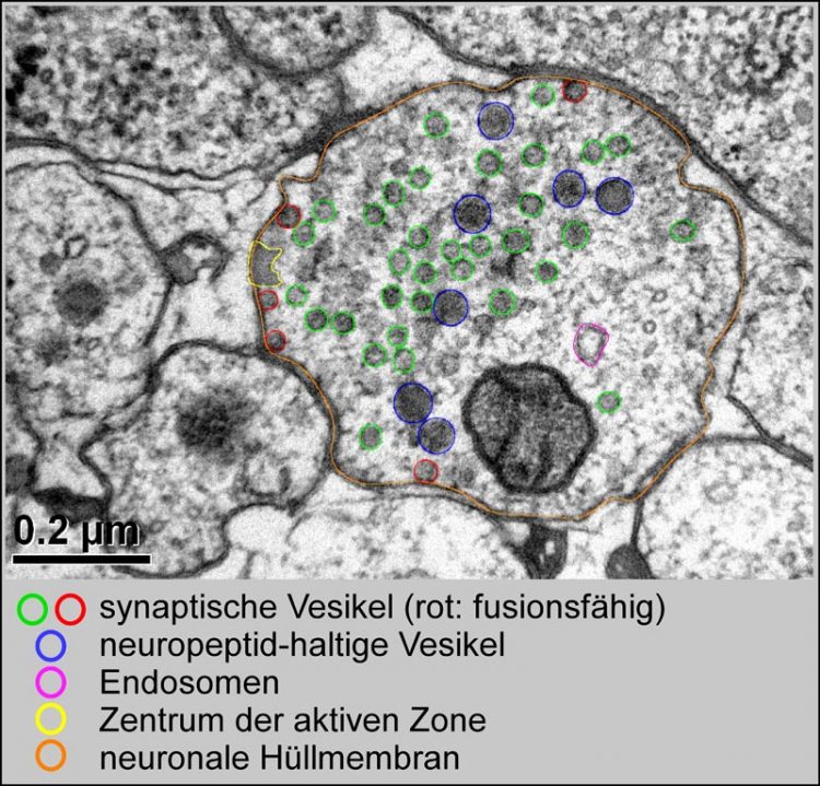 synaptische Vesikel